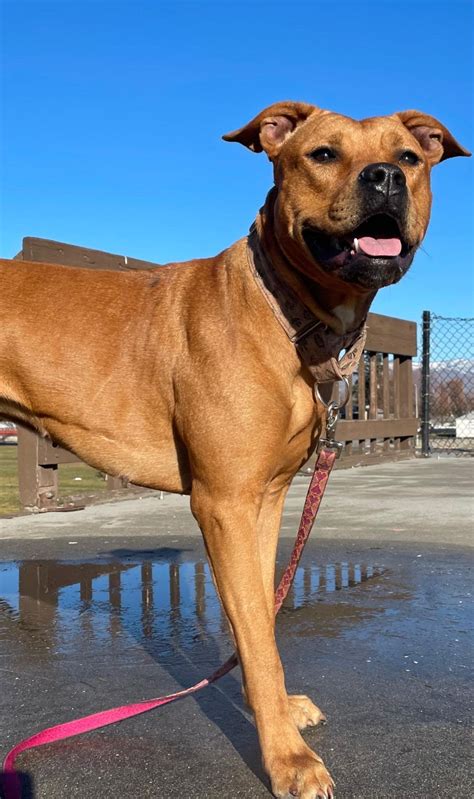 Bella — Wenatchee Valley Humane Society