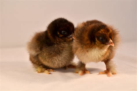 Partridge Cochins | BackYard Chickens - Learn How to Raise Chickens