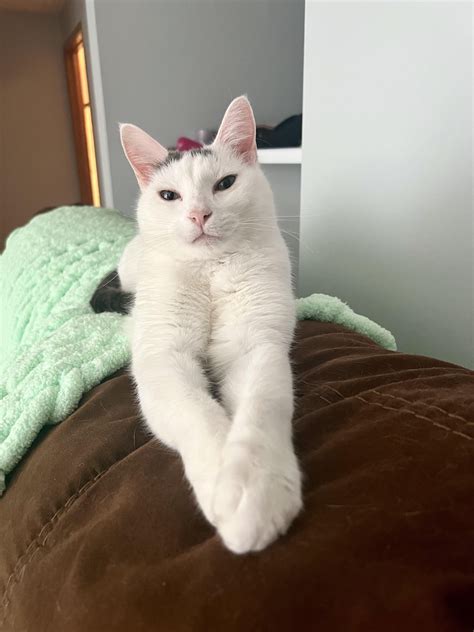 Ash and Arlo looking gorgeous in the morning light today : r/SupermodelCats