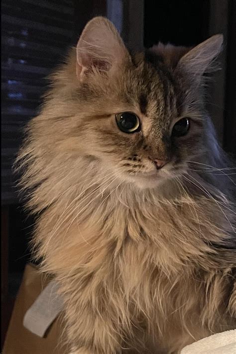 This is Isla (pronounced Eye-la). I got her from the local human ...