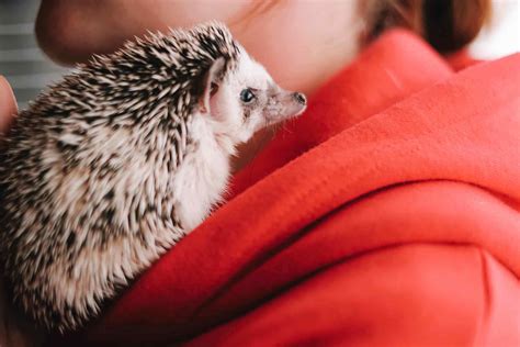 10 Pets You Can’t Legally Own in the U.S.