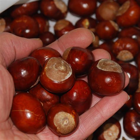 Horse Chestnut (Aesculus Hippocastanum) Seeds | Hardy Tree Seeds ...