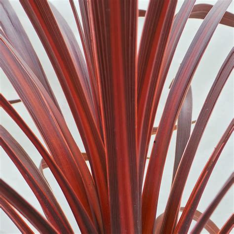 Cordyline australis 'Red Star' - Everglades Nurseries