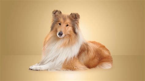 The Best Pet Insurance in Virginia 2025