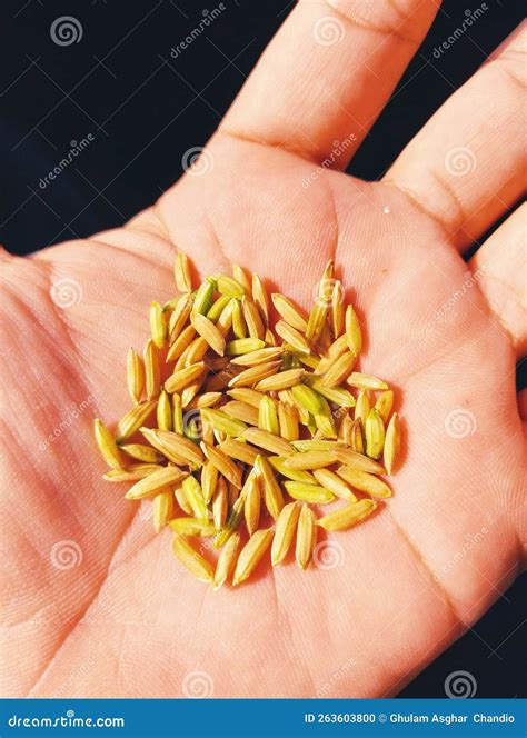 Rice Seeds Paddy Dhan Grains on Human Hand Palm Closeup Image Stock ...