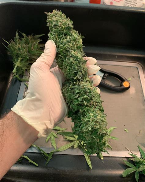 Quarter Pound In Ounces