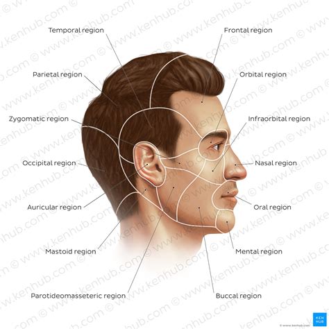 Face Anatomy Chart at Jason Quinn blog
