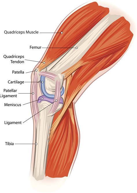 Posterior Left Knee Anatomy