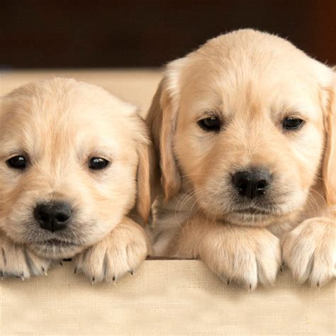 Family Puppy Breeds