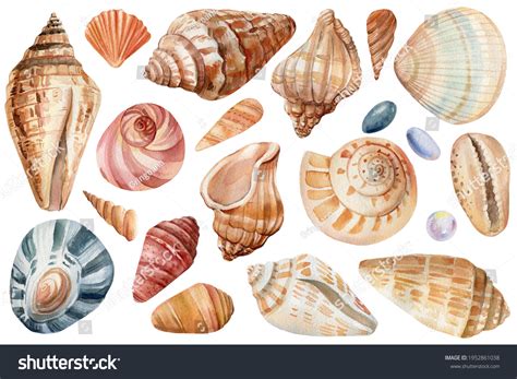 Seashell Clipart