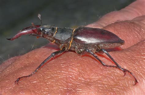 Doug Mackenzie Dodds - Images | Stag night. (I've been.... THUNDERSTRUCK!)