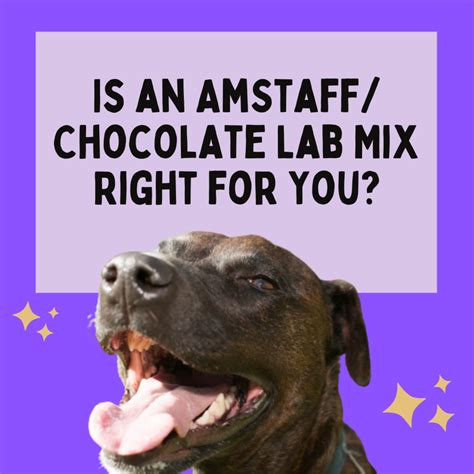 Are American Staffordshire Terrier/Lab Mixes Good Pets? - PetHelpful