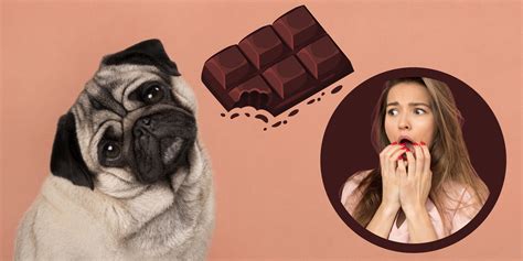 Chocolate toxic to dogs online