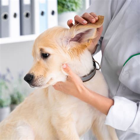 West Palm Beach, FL 33406 Veterinary Services | Paws 2 Help