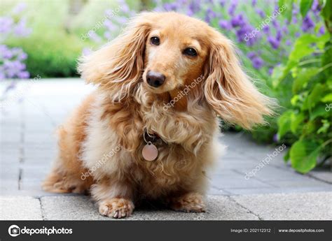Long Haired Dachshund Blonde Puppies