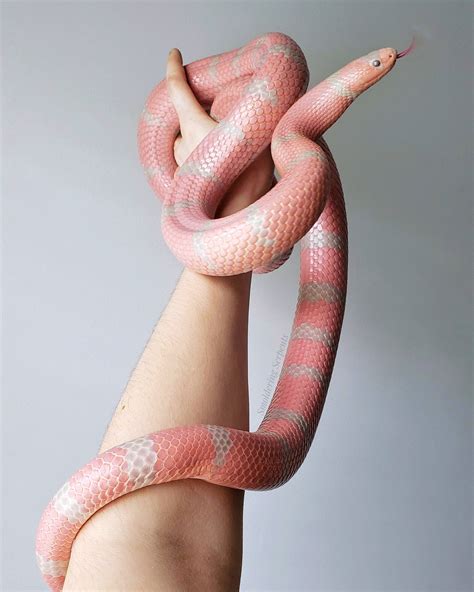 Corn Snake Pink