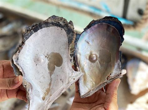Pearl Oyster Shell