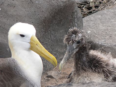 Many socially monogamous birds copulate outside the pair bond, often resulting in extra-pair ...