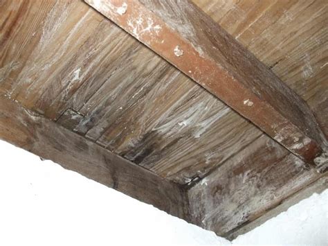 How to Kill Mold on Wood | Mold remover, Cleaning mold, Get rid of mold