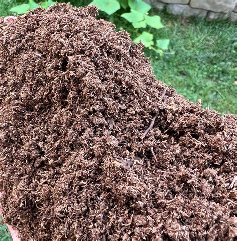 Carnivorous Plant Media - Professional Grade Sphagnum Peat Moss ...