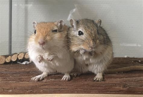 Brothers #Gerbil #Gerbils #rodent #pet Animal Pictures, Cute Pictures ...
