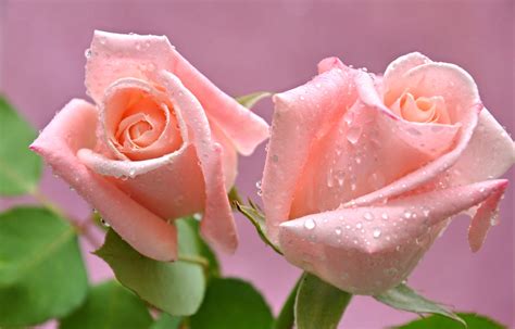 Roses, Closeup, Pink color, Drops, Two, HD Wallpaper | Rare Gallery