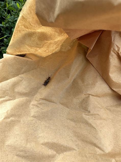 How to Control Earwigs in Your Flower Garden