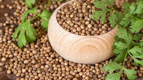 Discover the skin benefits of coriander seeds