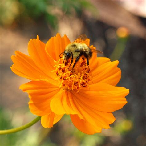 Bee On Flower Free Stock Photo - Public Domain Pictures