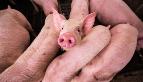Do Pigs Sweat? How to Keep Your Pigs Cool During the Summer — J&R ...