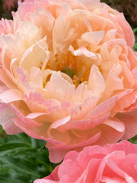 Peony Coral Charm – Natchez Glen House