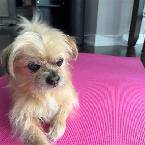 8 Creative Solutions to Stop Your Dog from Slipping on Floors - Furry Aging