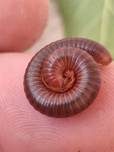 Do Millipedes Bite? What Really Happens When You Touch One