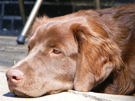 Great Pyrenees Chocolate Lab Mix - Pupherd