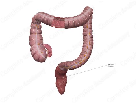 Rectum | Complete Anatomy - anatomy of rectum