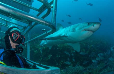 Great White Shark Experiences - Dive in Australia
