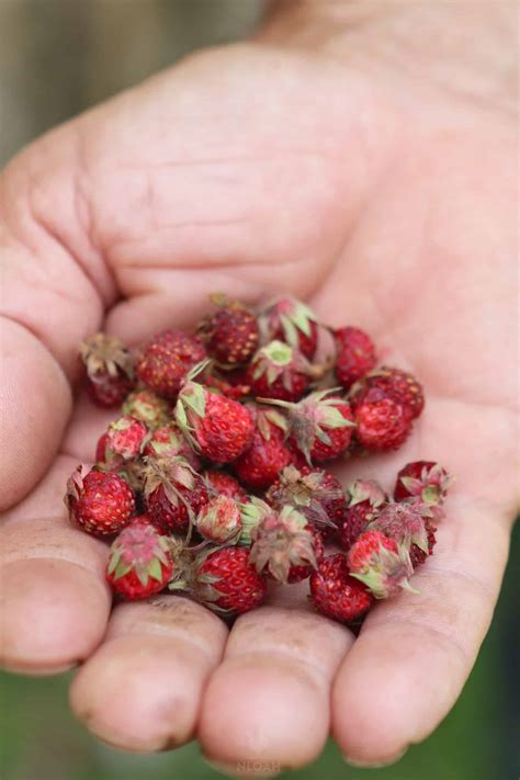 Are Wild Strawberries Edible?