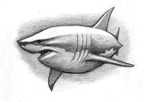 A cuddly great white shark (pencil sketch) | Dibujo de tiburón, Dibujo ...