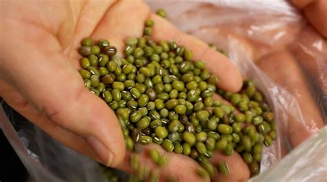 Marvelous Tips About How To Cook Dried Mung Beans - Officermember29