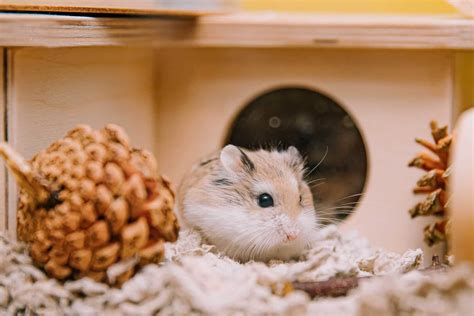 How Long Do Hamsters Hibernate? - Protect My Paws