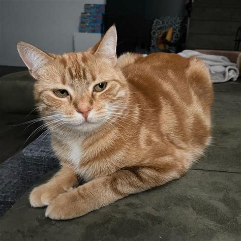 Almost 5 years in and he is still terrified of me - Pikelet Ronald ...