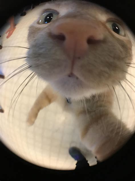 i got a fish eye lens for my phone and my cat was interested | Funny ...