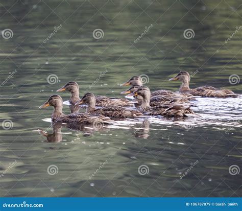 Group of ducks swimming stock image. Image of ducks - 106787079