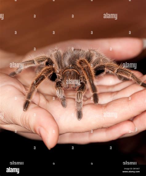 chilean rose hair tarantula Stock Photo - Alamy