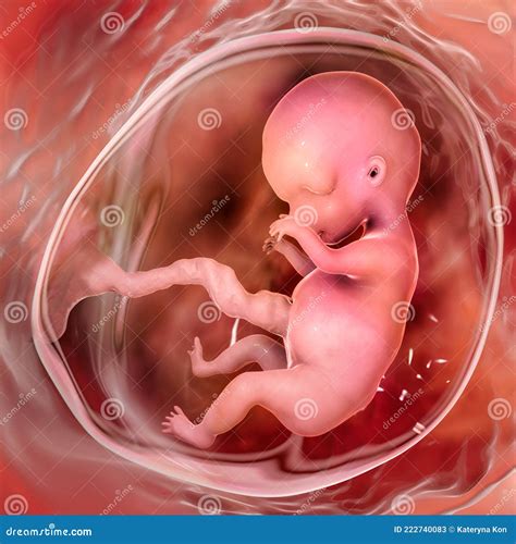 Fetus In An Uterus Vector Linear Icon Isolated On Transparent ...