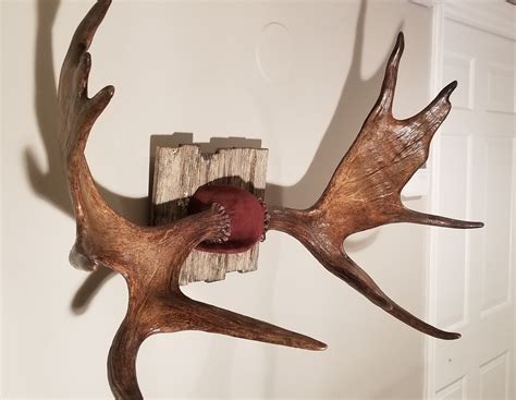 Moose Antler Shed Mount | Etsy