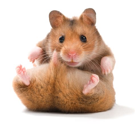 Hamster Breeds: Types of Hamsters - HubPages