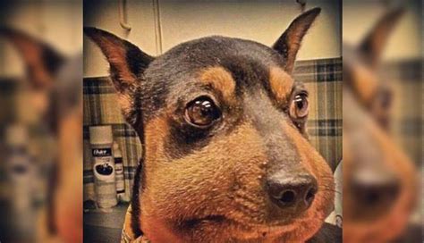 Natural Cure For Dog Bee Sting at Francisco Donnelly blog