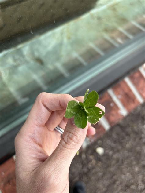 Question: How rare is a 6 leaf clover. Unsure how excited I should be ...