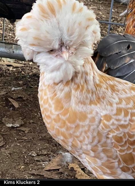Polish Chickens - All About Raising Chickens
